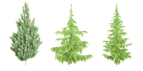 3d rendering of Juniper,Cedar trees on transparent background
