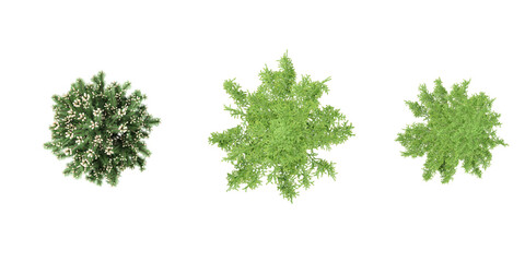 Obraz premium Juniper,Cedar trees shape top view cut out transparent backgrounds 3d rendering
