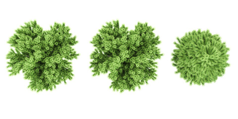 Fototapeta premium Rowan,Pine,Box Trees from top view on white background