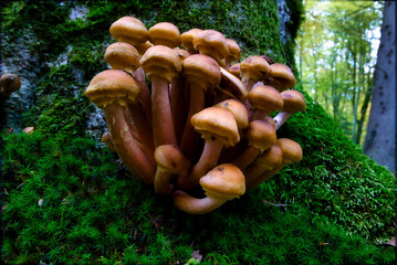 mushrooms at a natural environment inside a forest at autumn season