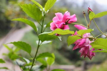 pink and white flowers