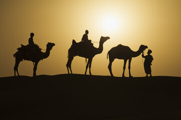 Fototapeta na wymiar Camels at sunset in the Thar desert, Rajasthan, India