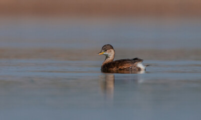 Little Grebe (Tachybaptus ruficollis) is lives in suitable wetlands in America, Asia, Europe and Africa. It is usually seen on lake shores.They feed on fish and molluscs,