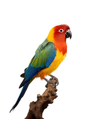  a colorful parrot on transparent background