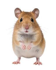 close-up of a hamster on transparent background