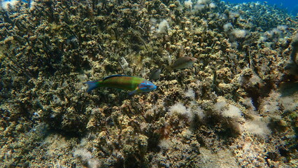 Ornate wrasse (Thalassoma pavo) undersea, Aegean Sea, Greece, Halkidiki