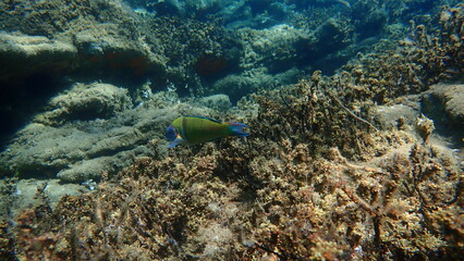 Fototapeta premium Ornate wrasse (Thalassoma pavo) undersea, Aegean Sea, Greece, Halkidiki