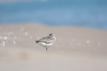 A grey plover sleeping in a sand beach