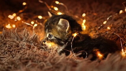 Cute tabby kitten lies and plays with garland and looks at camera on a furry background. Gray...