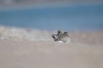 A grey plover cleaning himself in a sand beach