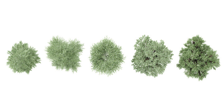 Busch Birch,Birch trees from the top view isolated white background