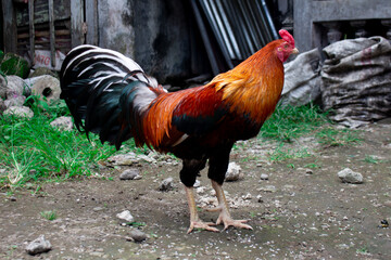 photo of a dashing rooster in the yard