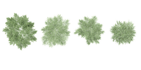 Photorealistic 3D render of  Silver birch trees in autumn on transparent background, best for illustration, digital composition, architecture visualization