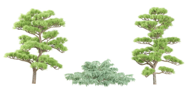 Jungle Pine,Pinus massoniana trees shapes cutout 3d render set