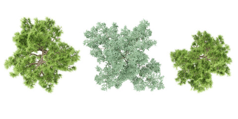 set of Pine,Pinus massoniana tree rendered from the top view, 3D illustration, for digital composition, illustration, 2D plans, architecture visualization