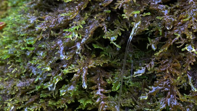 Forest Water Jet and drops on moss - (4K)