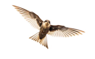 Foto op Plexiglas Fascinating Facts About Swifts on Transparent background ©  Creative_studio
