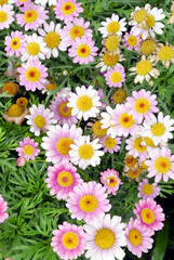 Blooming white and pink small chrysanthemums. chrysanthemums flower field background.