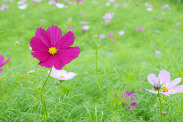 Garden cosmos flowers field. A field of dark pink, light pink and white cosmos. Beautiful scenery of vibrant nature. Cosmos bipinnatus commonly called the garden cosmos or Mexican aster.