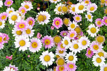 Blooming white and pink small chrysanthemums. chrysanthemums flower field background.