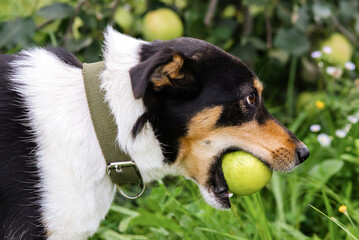 Portrait of a dog with apple in autumn.