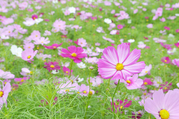 Garden cosmos flowers field. A field of dark pink, light pink and white cosmos. Beautiful scenery of vibrant nature. Cosmos bipinnatus commonly called the garden cosmos or Mexican aster.