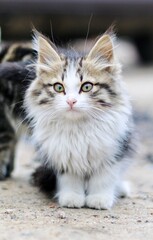 Fluffy cute kitten on the street