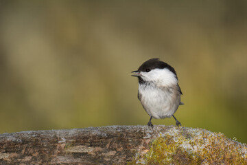 Willow tit (Poecile montanus) standing on a mossy tree trunk