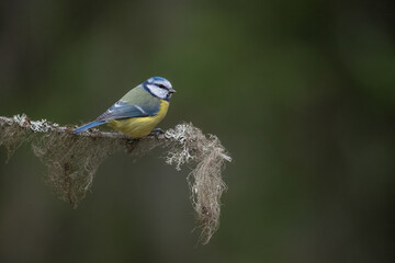 Obraz premium Blue Tit (Cyanistes caeruleus) standing on a twig