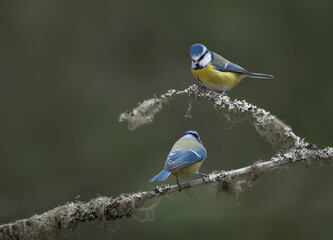 Two Blue Tits (Cyanistes caeruleus) standing on a twig