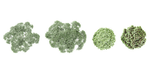 Birch,Lindens Trees top view for landscape plan and architecture layout © Saifstock