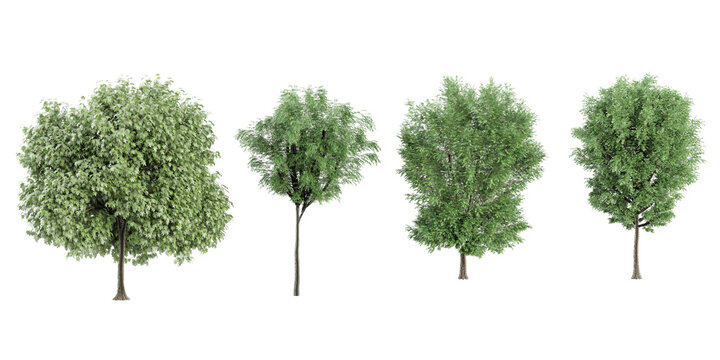 Plane,Alder,Eucalyptus trees with transparent background, 3D rendering, for illustration, digital composition, architecture visualization