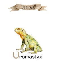 Watercolor Zoo alphabet. U letter uromastyx animal for children education, home or kindergarten.