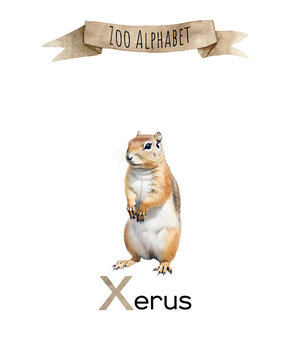 Watercolor Zoo alphabet. X letter xerus animal for children education, home or kindergarten.