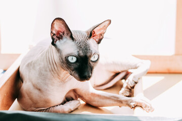Canadian bald cat purebred sphynx, wrinkled pet without fur.