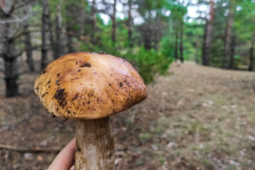 The large mushroom Boletus edulis grows in a coniferous forest.