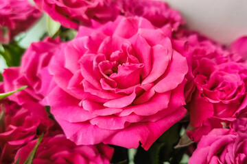 Pink bush rose close-up, place for text