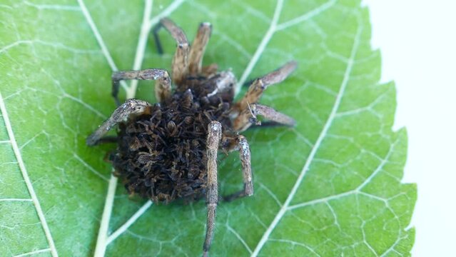 An unusual family. This female wolf spider (Pardosa sp.) carries and protects 50 of her children until they come of age, and then dies from exhaustion - parental care, procreation behaviour