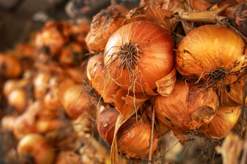 Onions hanging to dry in an organic vegetable garden