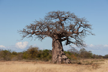 old baobab tree in the african savannah , acacia trees bush in the background