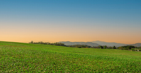 Obraz premium Background image of green grass field at sunset sky
