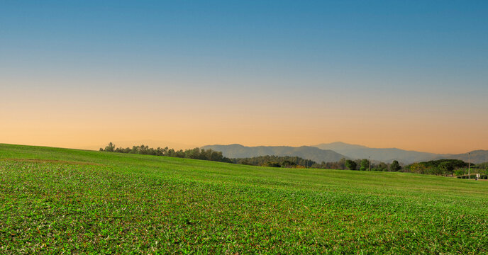 Background image of green grass field at sunset sky