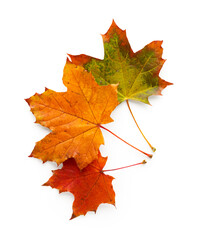 Naklejka na ściany i meble Maple autumn leaves isolated on white background