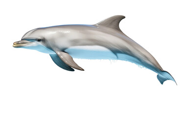 The Flying Dolphin Phenomenon on Transparent background