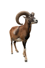 male mouflon isolated on white background
