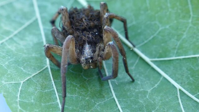 An unusual family. This female wolf spider (Pardosa sp.) carries and protects 50 of her children until they come of age, and then dies from exhaustion - parental care, procreation behaviour