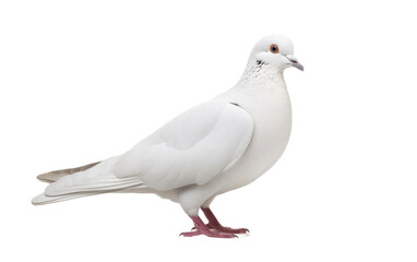 Fototapeta na wymiar Dove Bird Symbolic Species on Transparent background