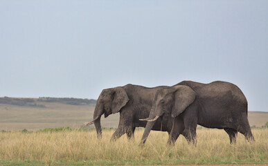 Fototapeta premium two african elephants grazing peacefully together in the wild savannah of the masai mara, kenya