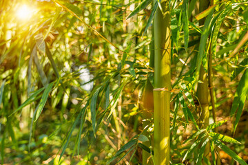 Green Bamboo forest, Natural as background.