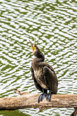 Great Cormorant sitting on branch over green lake.